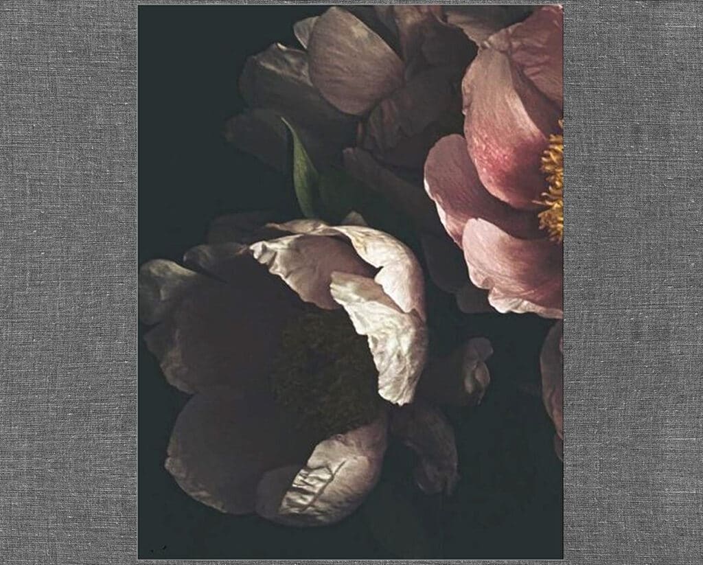 Peonies. Ashley Woodson Bailey, Artist.