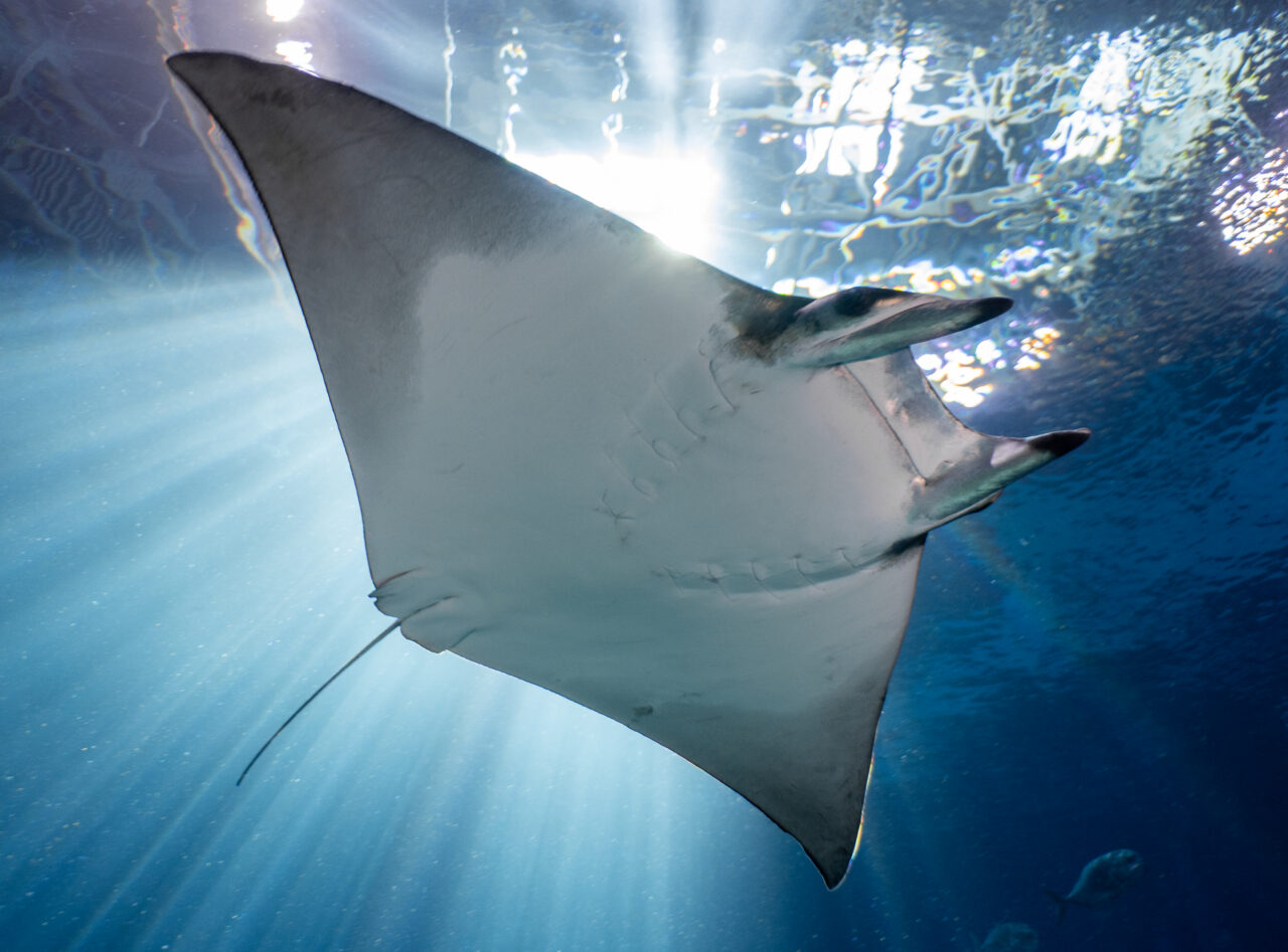 Georgia Aquarium Package - Downtown Atlanta Hotel