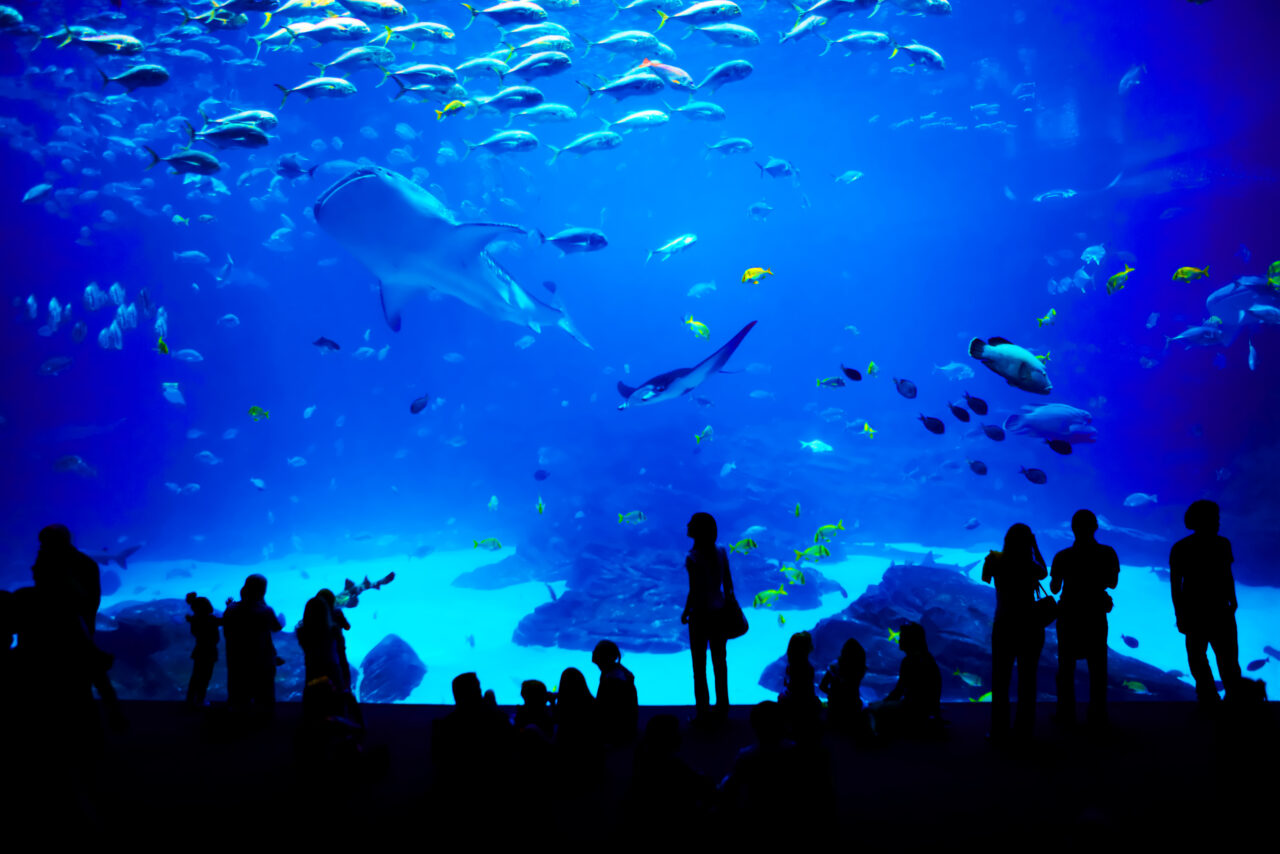 Silhouettes of people stand and sit in front of a large Georgia Aquarium tank filled with various fish, including a shark.